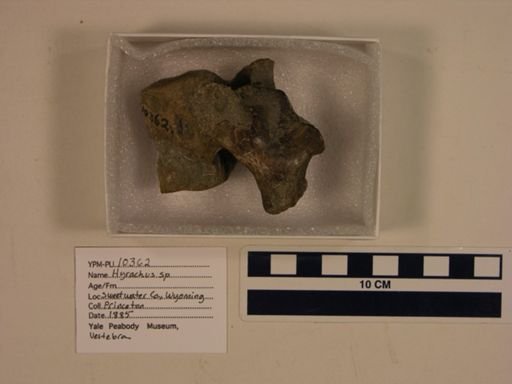 Hyrachyus sp.