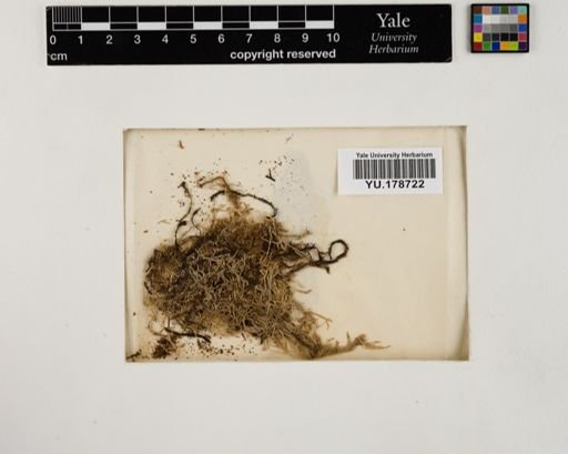Plantae