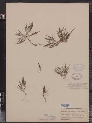 Najas gracillima