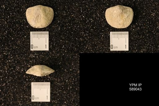 Dinorthis subquadrata