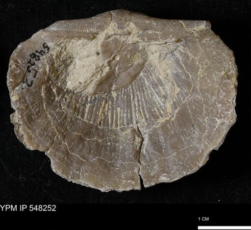 Stropheodonta callawayensis