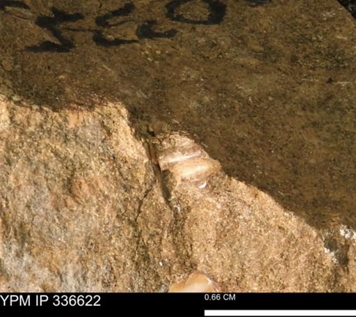 undet. Mollusca