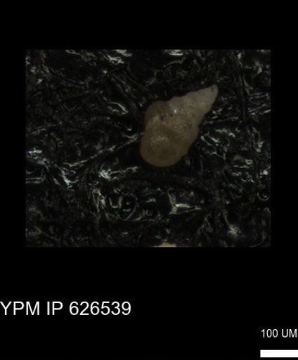 Heterohelicidae