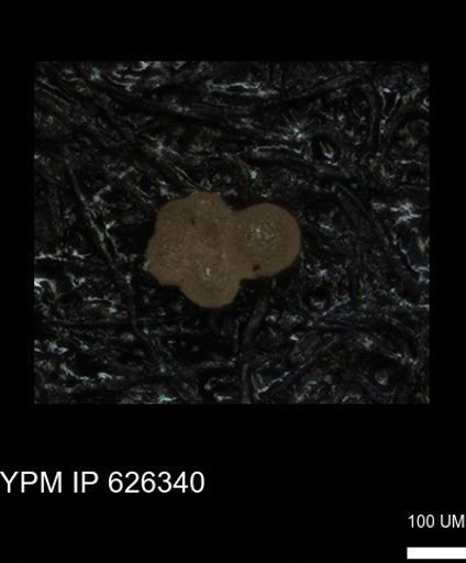 undet. Foraminiferida