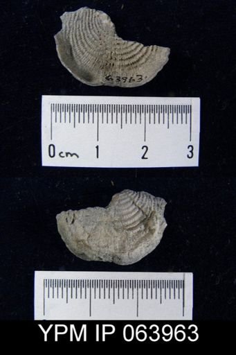Leptaena tennesseensis