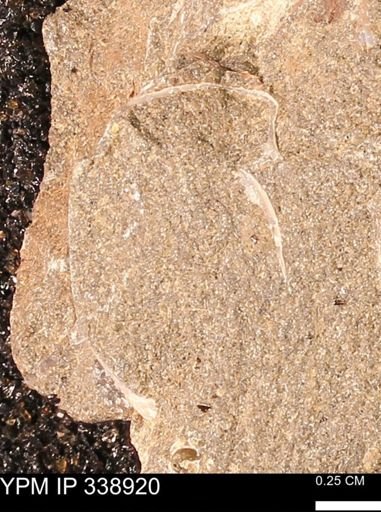 undet. Mollusca