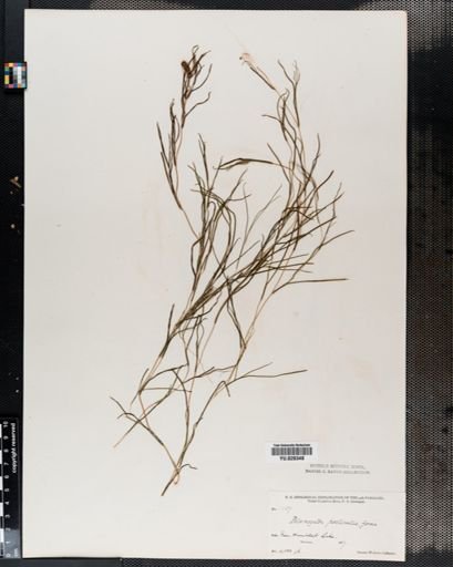 Potamogeton pectinatus