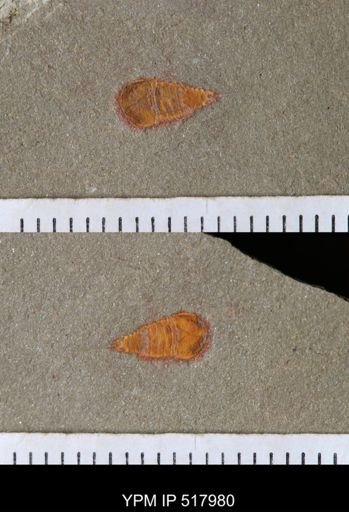 undet. Synziphosurina