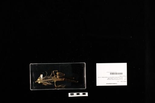 Karusasaurus polyzonus
