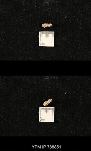 taxon undetermined