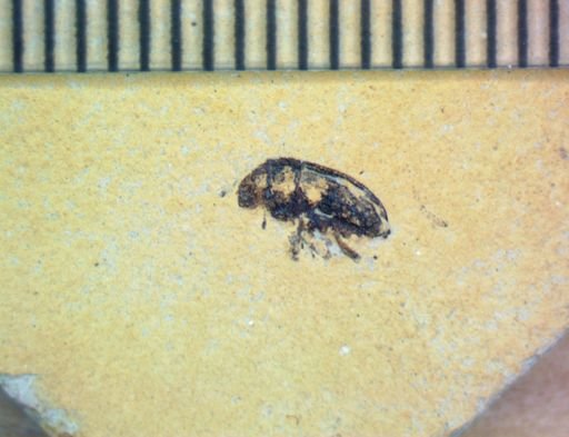 undet. Coleoptera