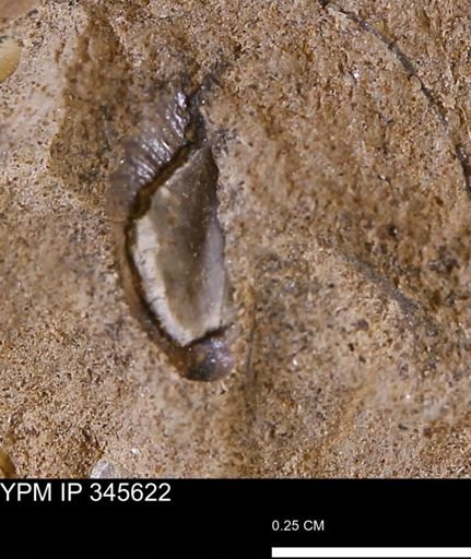 undet. Mollusca