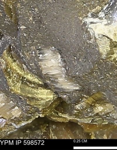 Inoceramus sp.