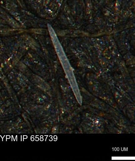 undet. Porifera