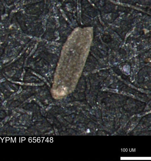 Miliammina manitobensis