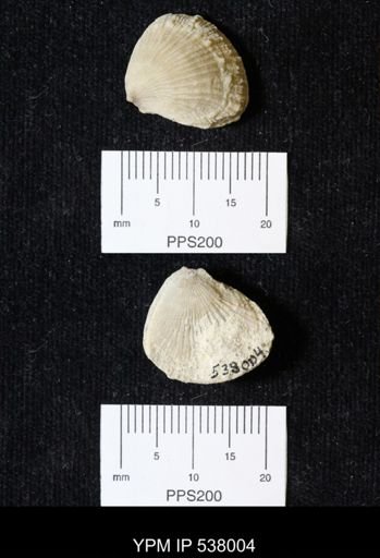 Plicatula dentonensis