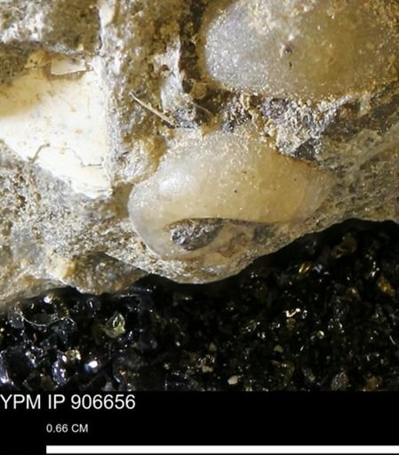 undet. Gastropoda