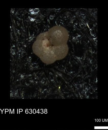 undet. Rugoglobigerinidae