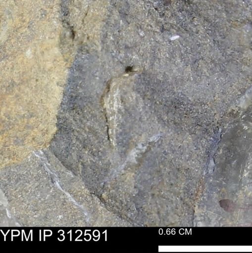undet. Bivalvia