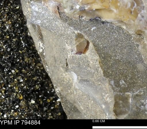 undet. Mollusca