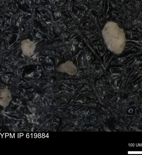 undet. Heterohelicidae