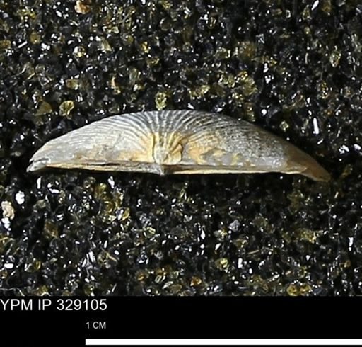 Chonetes scitulus