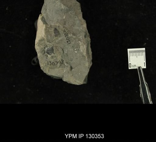 Phacops rana