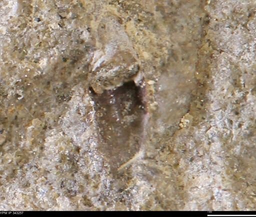 undet. Mollusca