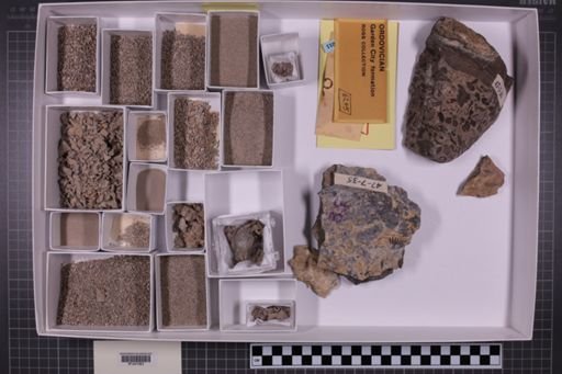 mixed taxa, stratigraphic collection