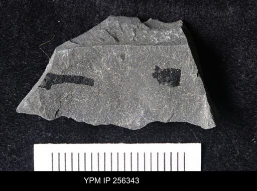 Eurypterida