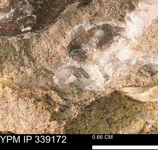 undet. Bivalvia