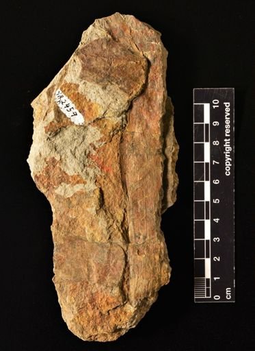 Equisetites sp.