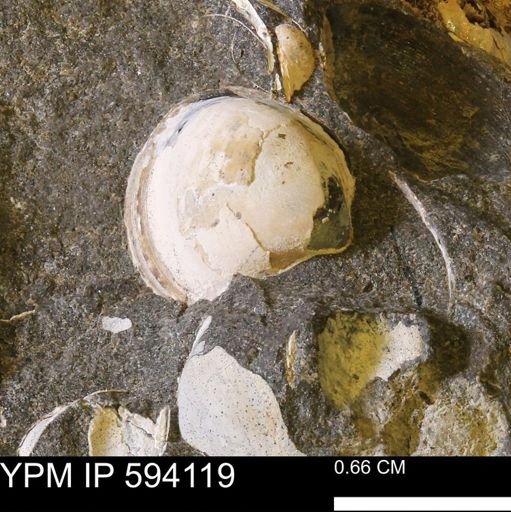 Limopsis? striatopunctatus