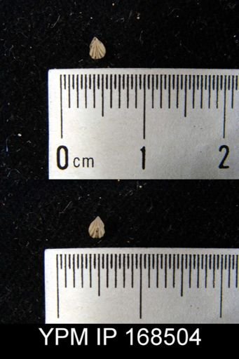 Rhynchotreta bialveata
