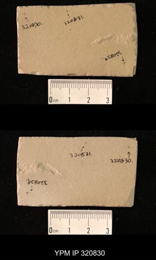 undet. Diptera