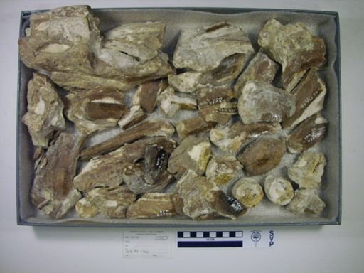 Xiphactinus sp.