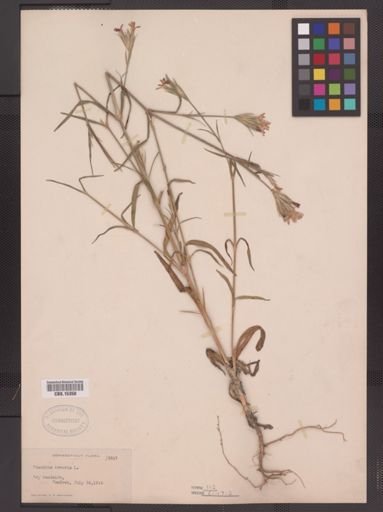 Dianthus armeria