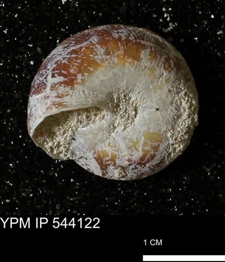 Poecilozonites bermudensis zonatus