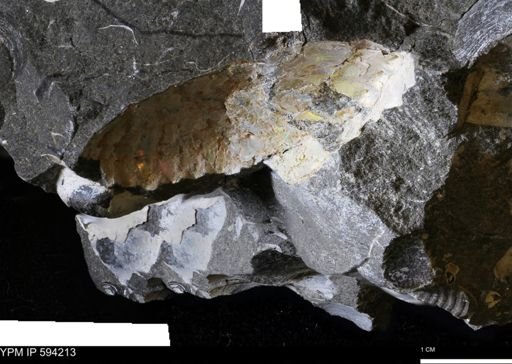 Hoploscaphites sp.