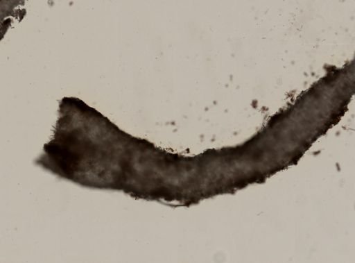 Leucosolenia