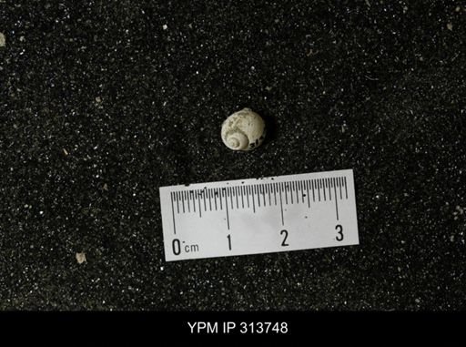 Euspira obliquata