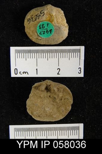 Dalmanella perelegans