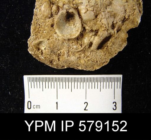 Composita gibbosa