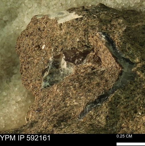 Ostrea sp.
