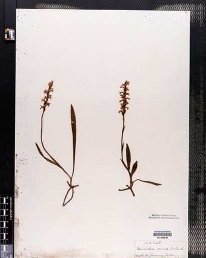 Spiranthes cernua