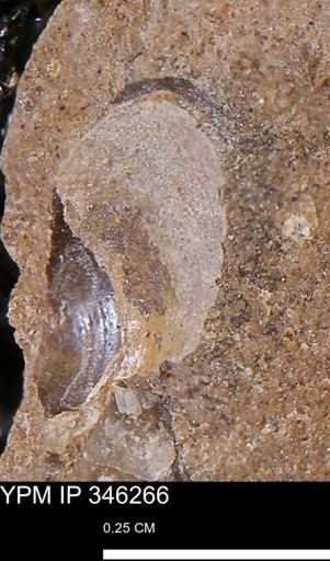 undet. Mollusca