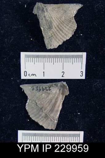 Neospirifer sp.