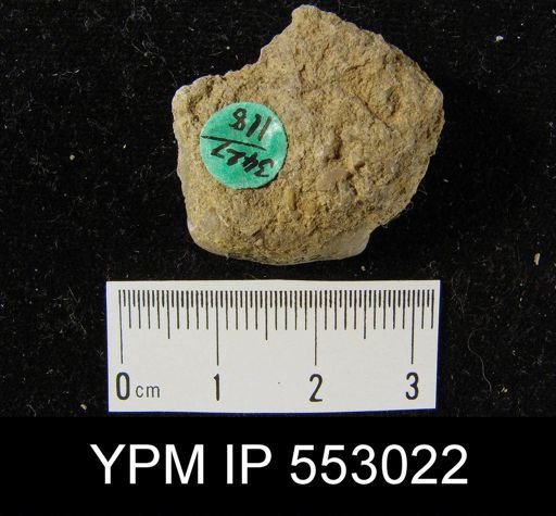 Leptaena rhomboidalis