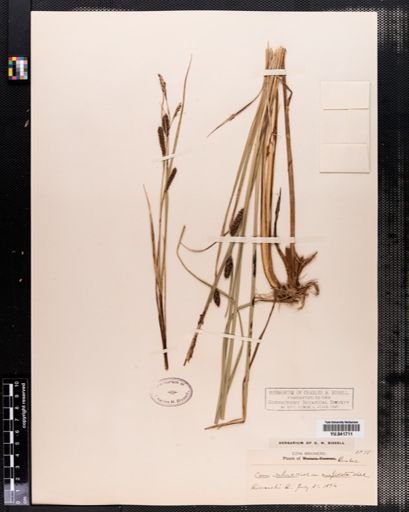 Carex