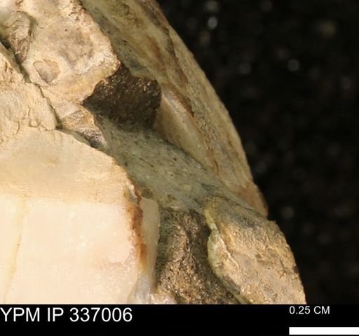 undet. Mollusca
